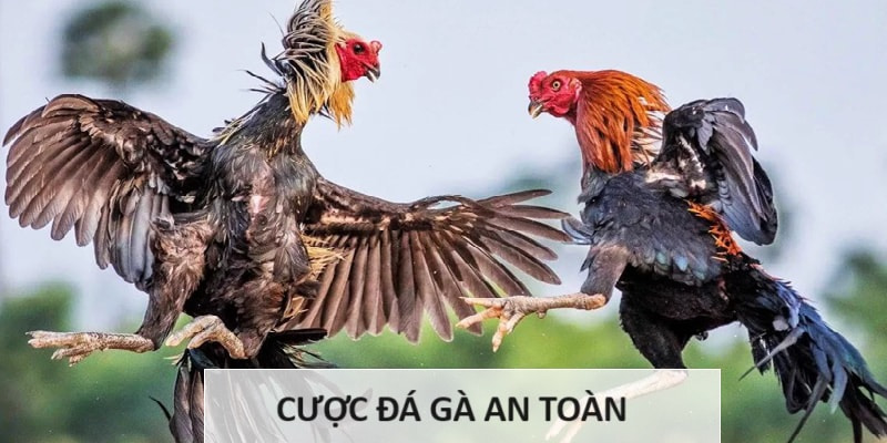 Sân chơi cá độ an toàn