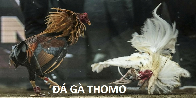 ảnh đại diện đá gà thomo