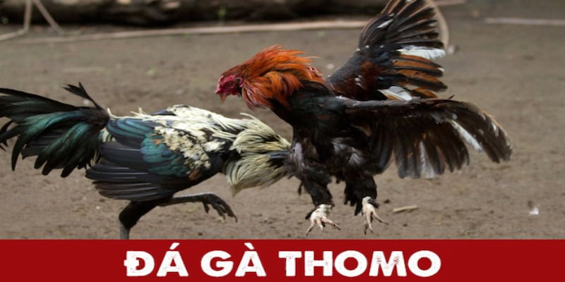 Đá Gà Thomo tổ chức các màn tranh tài tại trường đấu chuyên nghiệp