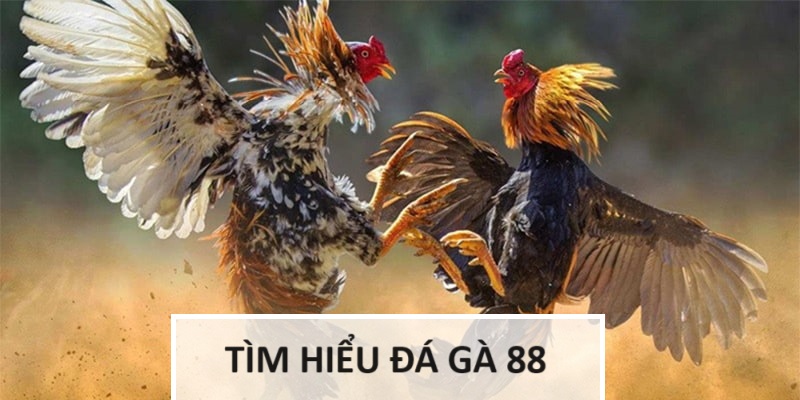 Tìm hiểu đá gà 88 